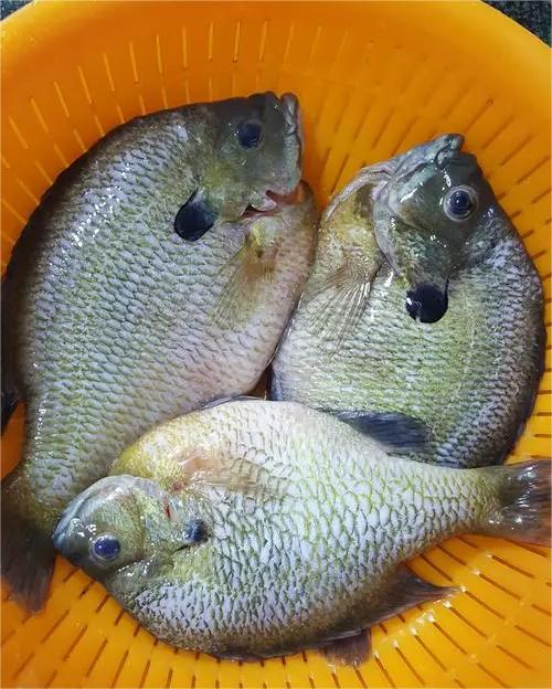 新鮮蔬菜配送哪家評(píng)價(jià)高好呢